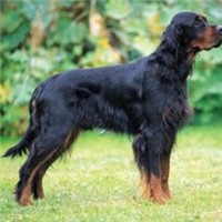 哥顿雪达犬的颜色