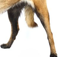 比利时玛利诺犬的后腿