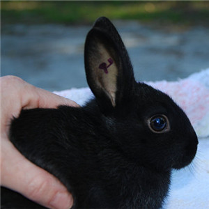 磨光兔图片