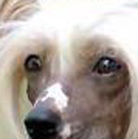 中国冠毛犬的眼睛