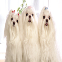 马尔济斯犬的颜色