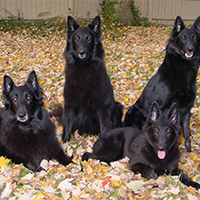 比利时牧羊犬的颜色