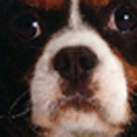 骑士查理王小猎犬的鼻子