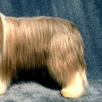 波兰低地牧羊犬的后腿