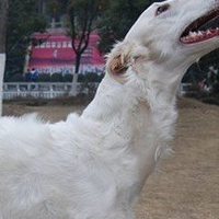 苏俄猎狼犬的颈部