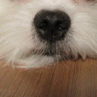 马尔济斯犬的鼻子