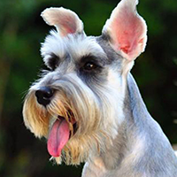 雪纳瑞犬的头部