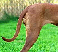 罗得西亚脊背犬的尾巴