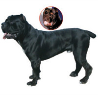 卡斯罗的整体描述