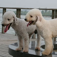 贝灵顿梗的颜色