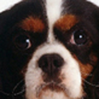 骑士查理王小猎犬的眼睛