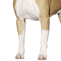 斯塔福郡斗牛梗的前腿