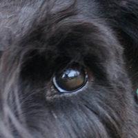 苏格兰梗的眼睛