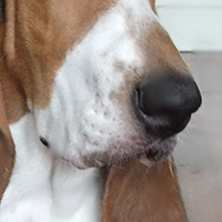 巴吉度犬的鼻子