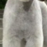 贝灵顿梗的胸部