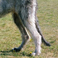爱尔兰猎狼犬的后腿