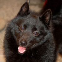 舒柏奇犬的头部