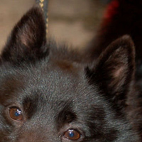 舒柏奇犬的耳朵