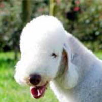 贝灵顿梗的头部