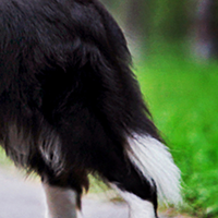 边境牧羊犬的尾巴