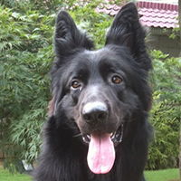 比利时牧羊犬的头部