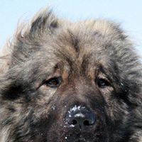 高加索犬的耳朵