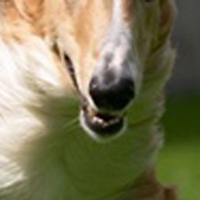 苏俄猎狼犬的鼻子