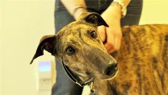 女主人怀孕后 狗狗便成了她的守护神