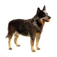 澳大利亚牧牛犬的颜色