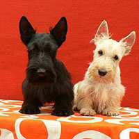 苏格兰梗的毛发