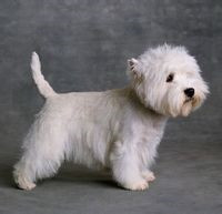 西高地犬的整体描述