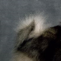 荷兰毛狮犬的尾巴