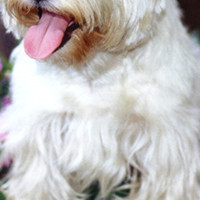 西高地犬的胸部