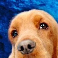 英国可卡犬的眼睛