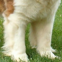 圣伯纳犬的前腿