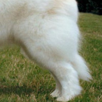 大白熊犬的后腿