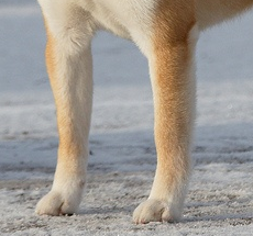 柴犬的前腿