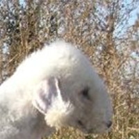 贝灵顿梗的耳朵