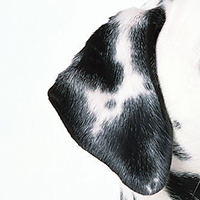 大麦町犬的耳朵