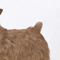 罗威士梗的尾巴