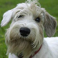 西里汉梗的鼻子