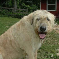 爱尔兰猎狼犬的毛发