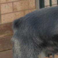 舒柏奇犬的尾巴