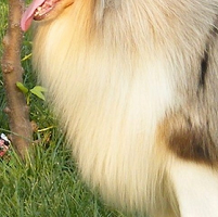 苏格兰牧羊犬的胸部