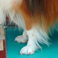 喜乐蒂牧羊犬的前腿