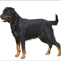 罗威纳犬的整体描述