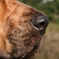 寻血猎犬的鼻子