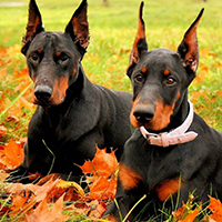 杜宾犬的整体描述