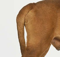 斗牛马士提夫犬的尾巴