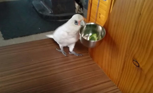 鹦鹉痛恨花椰菜爆粗口 叼起连碗甩到地上